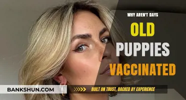 Protecting Young Pups: Understanding the Vaccination Timeline