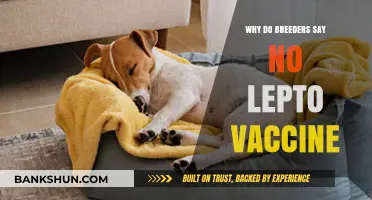 Why Breeders Avoid Lepto Vaccines: Concerns and Controversies Explained