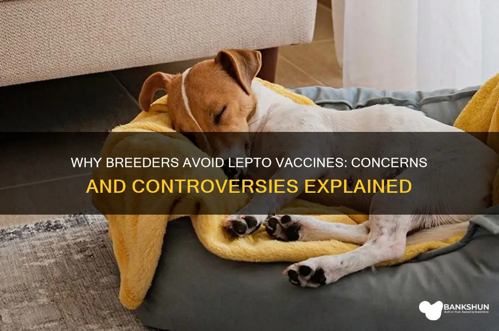 why do breeders say no lepto vaccine
