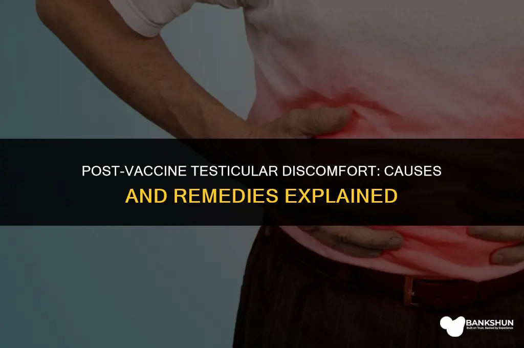 why do my testicles hurt after vaccine